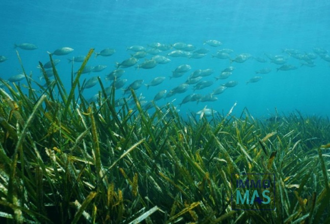 Nouvelle construction - Villa - Benissa - Racó Del Galeno