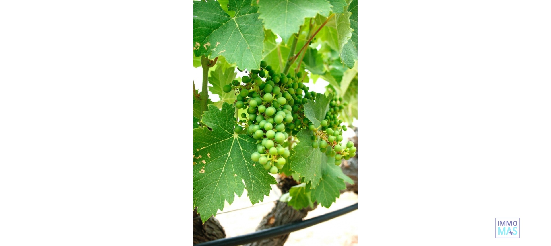 New Build - Villa - Yecla