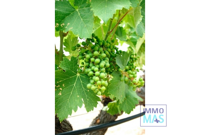 New Build - Villa - Yecla